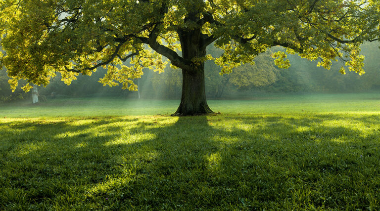 „Baum ab? Nein Danke!“