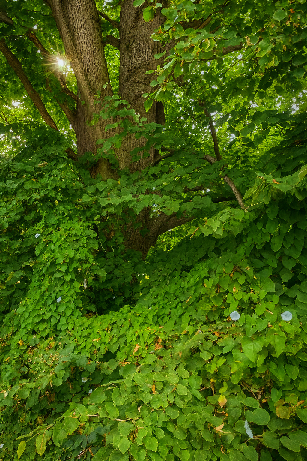 Alter Baum in Papenburg