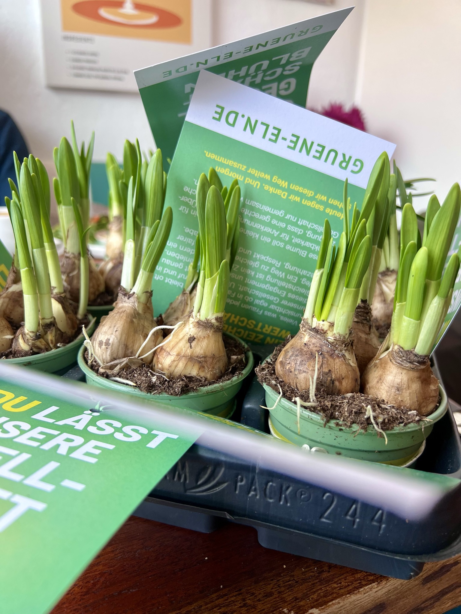 Blumen zum Vallentinstag und einem Flyer